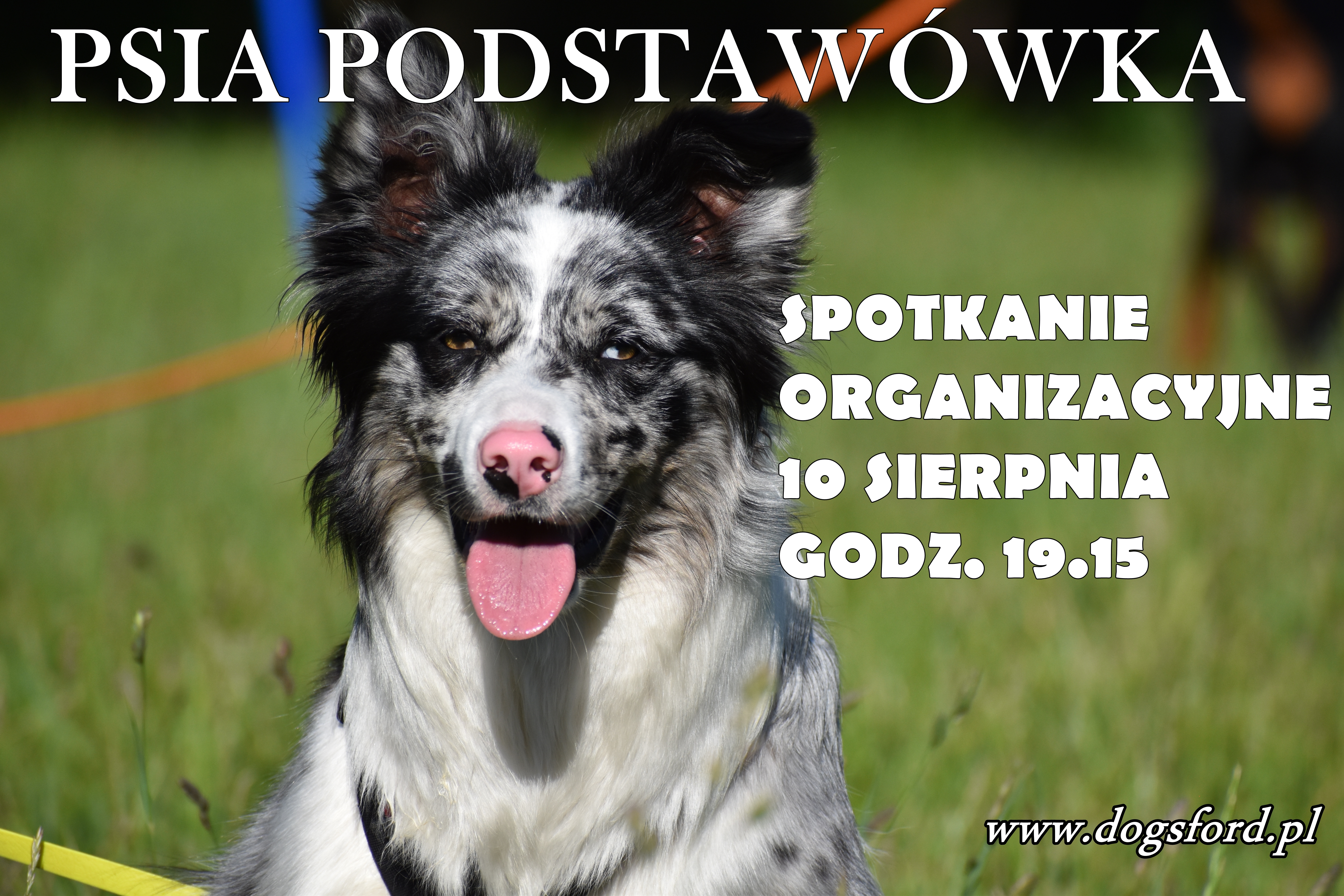You are currently viewing Psia podstawówka