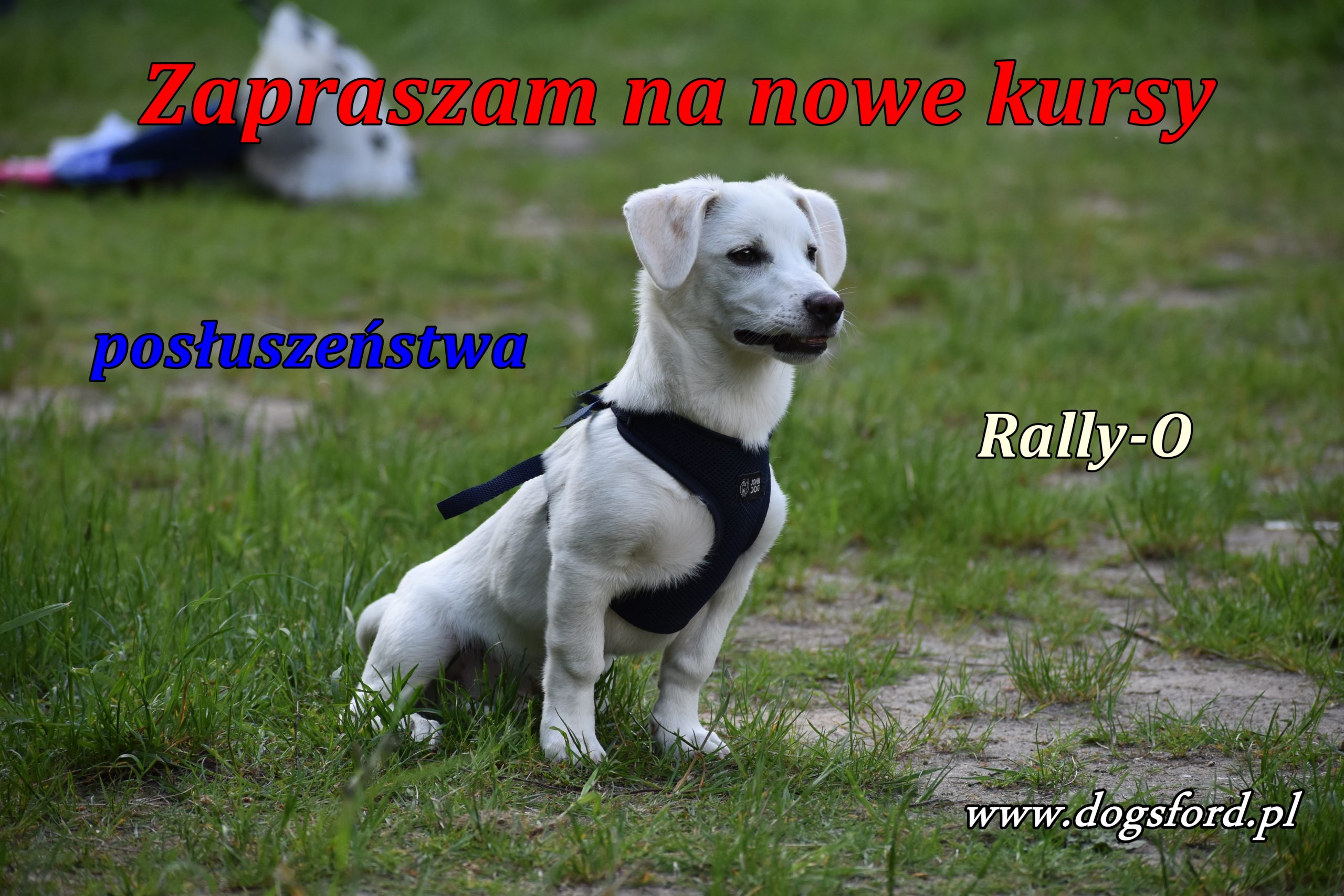 Read more about the article Nowe kursy