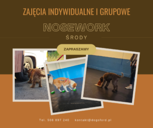 Read more about the article Nosework