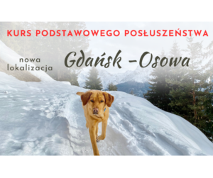 Read more about the article Kurs podstawowego posłuszeństwa w Gdańsku