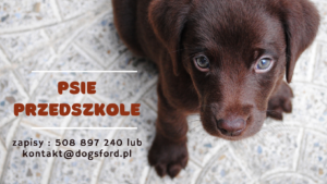 Read more about the article Psie przedszkole
