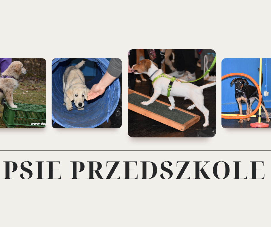 Read more about the article Psie przedszkole
