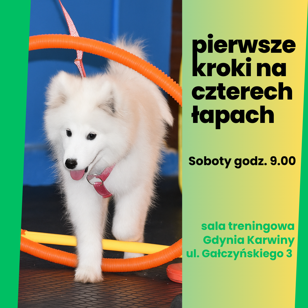Read more about the article Pierwsze kroki na czterech łapach-psie przedszkole