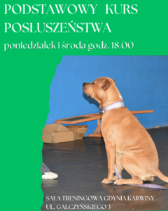 Read more about the article Kurs posłuszeństwa podstawowego