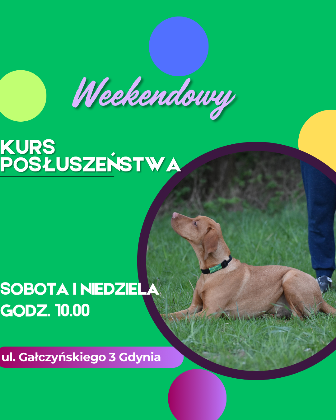 You are currently viewing Weekendowy kurs podstawowego posłuszeństwa