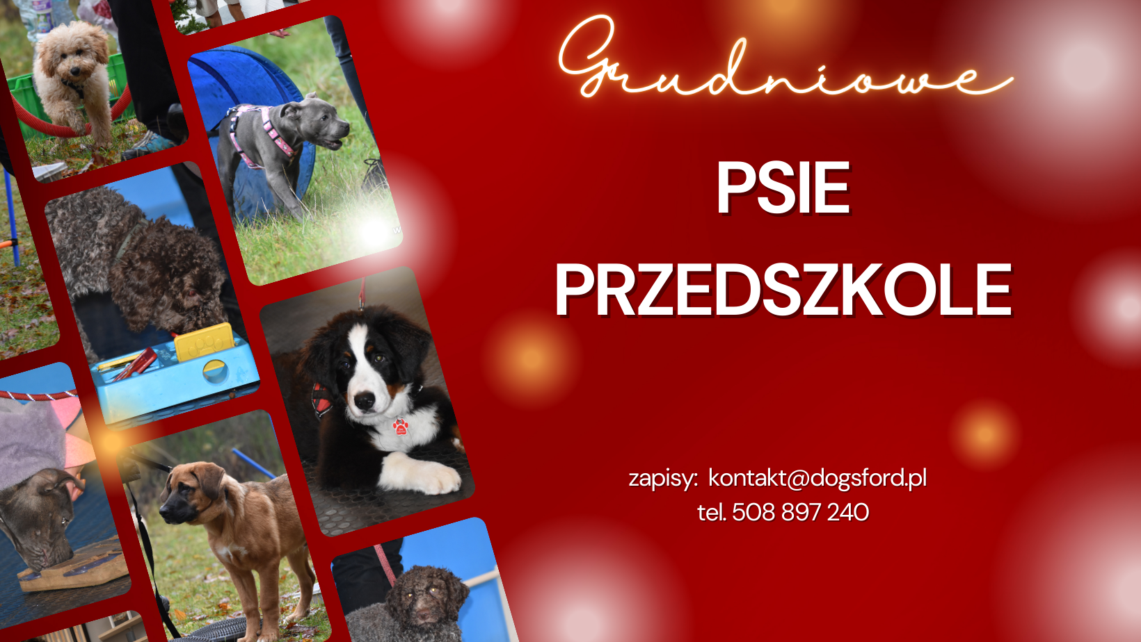 Read more about the article Grudniowe psie przedszkole