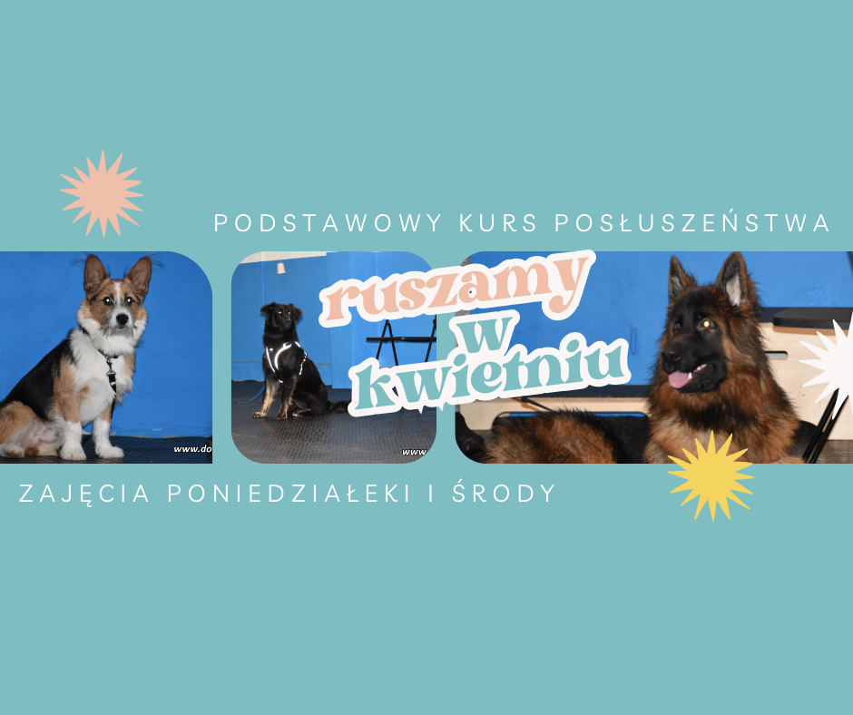 You are currently viewing Psia podstawówka