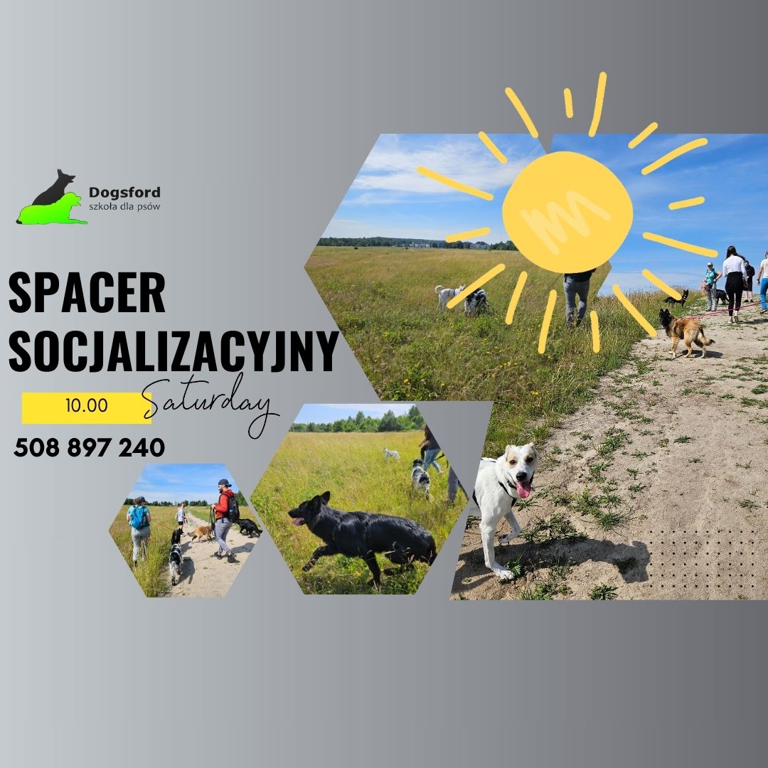 Read more about the article Spacer socjalizacyjny