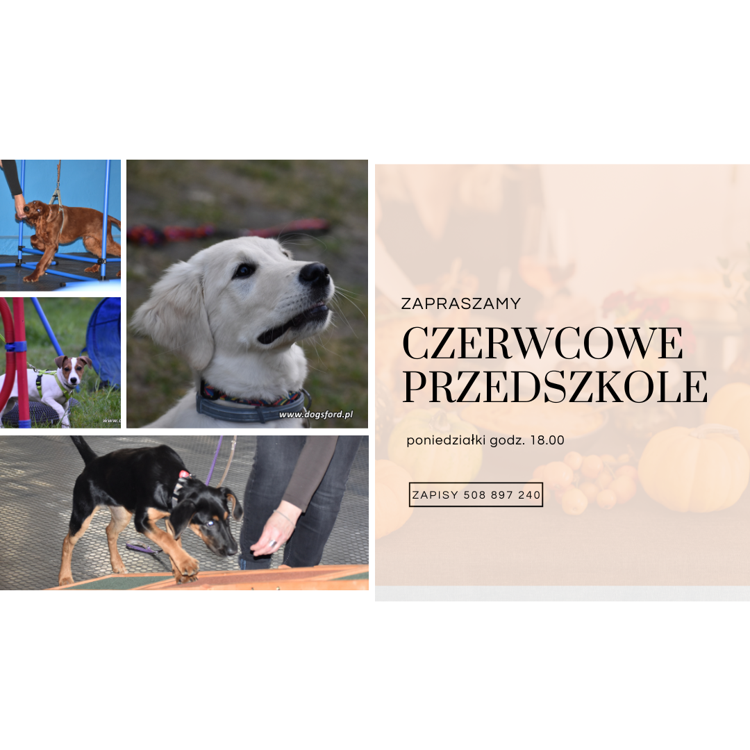 Read more about the article Czerwcowe psie przedszkole