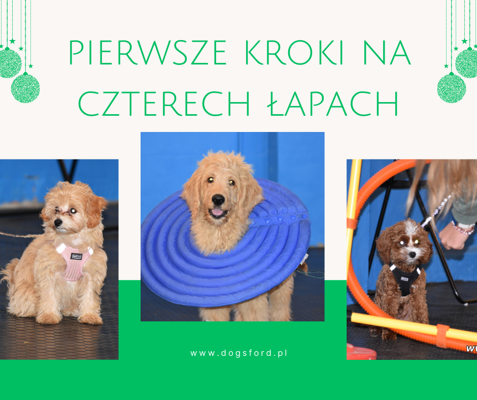 Read more about the article Pierwsze kroki na czterech łapach-zajęcia dla szczeniaków