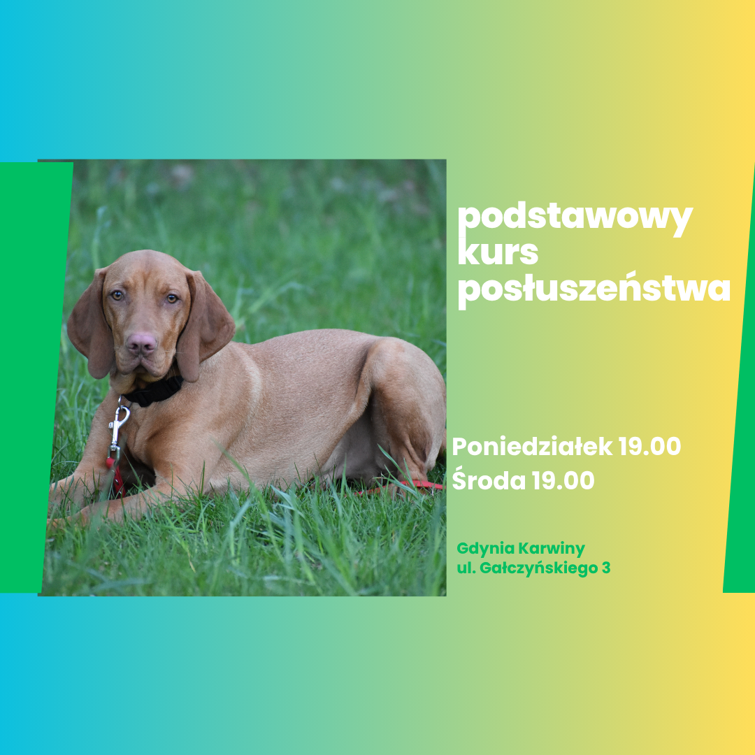 You are currently viewing Wrześniowy kurs podstawowego posłuszeństwa