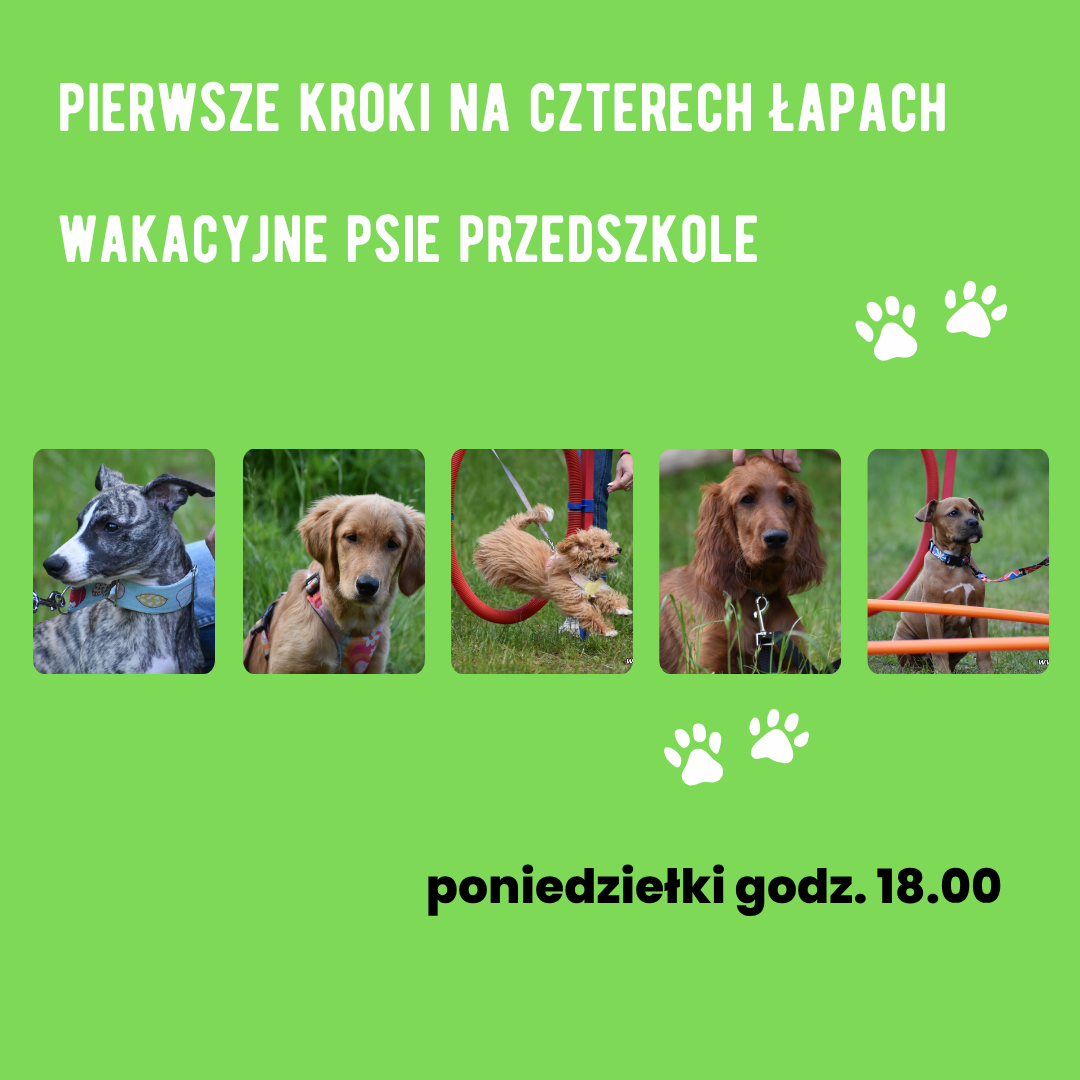Read more about the article Wakacyjne psie przedszkole
