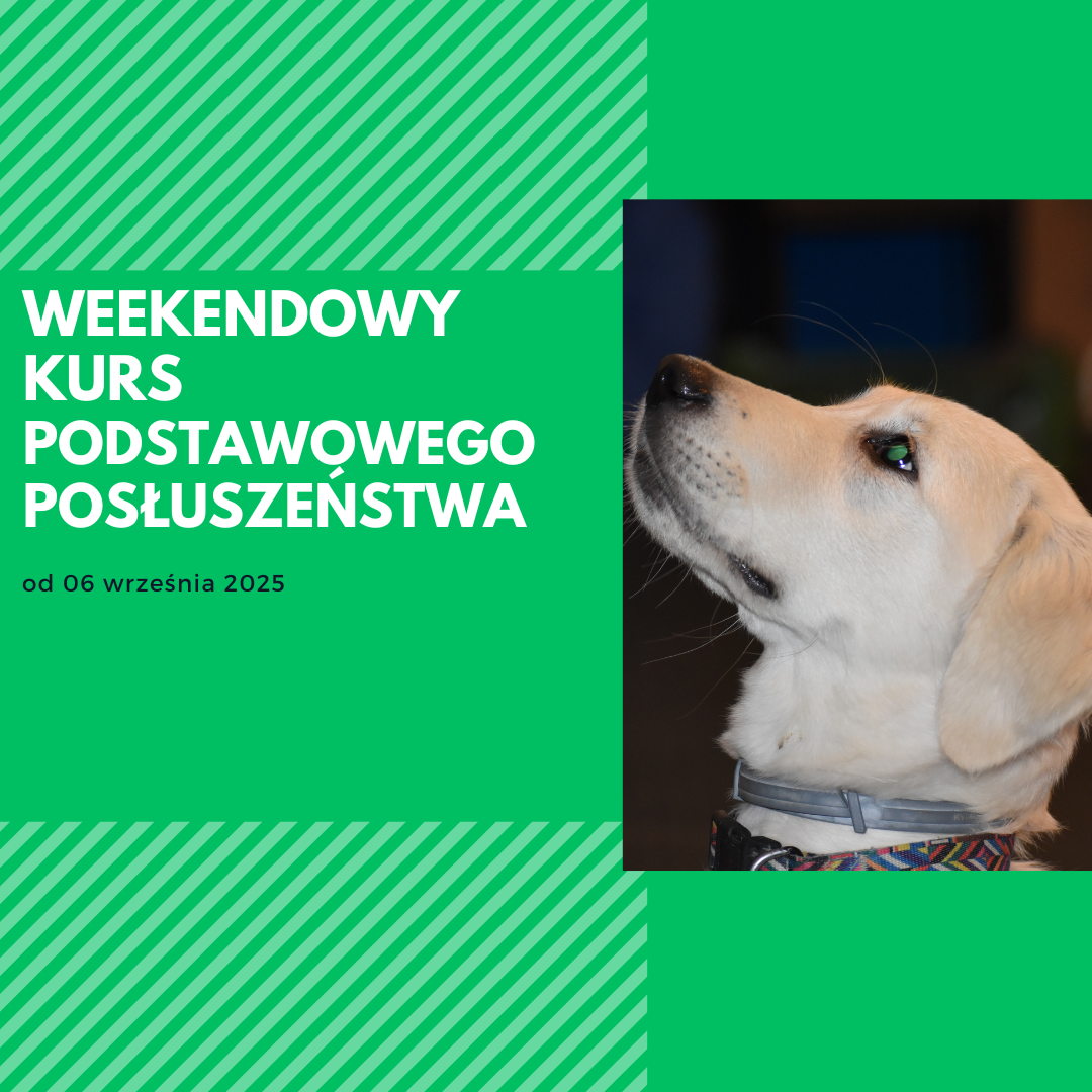 You are currently viewing Wrześniowy weekendowy kurs podstawowego posłuszeństwa