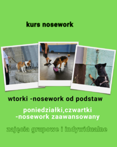 Read more about the article Zajęcia z noseworku