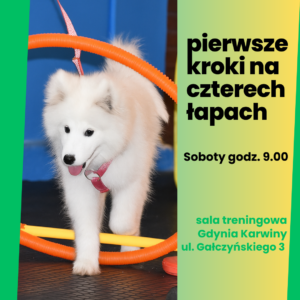 Read more about the article Pierwsze kroki na czterech łapach-psie przedszkole