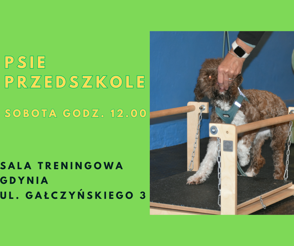 You are currently viewing Psie przedszkole