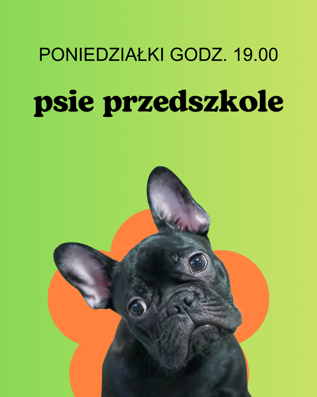 Read more about the article Psie przedszkole