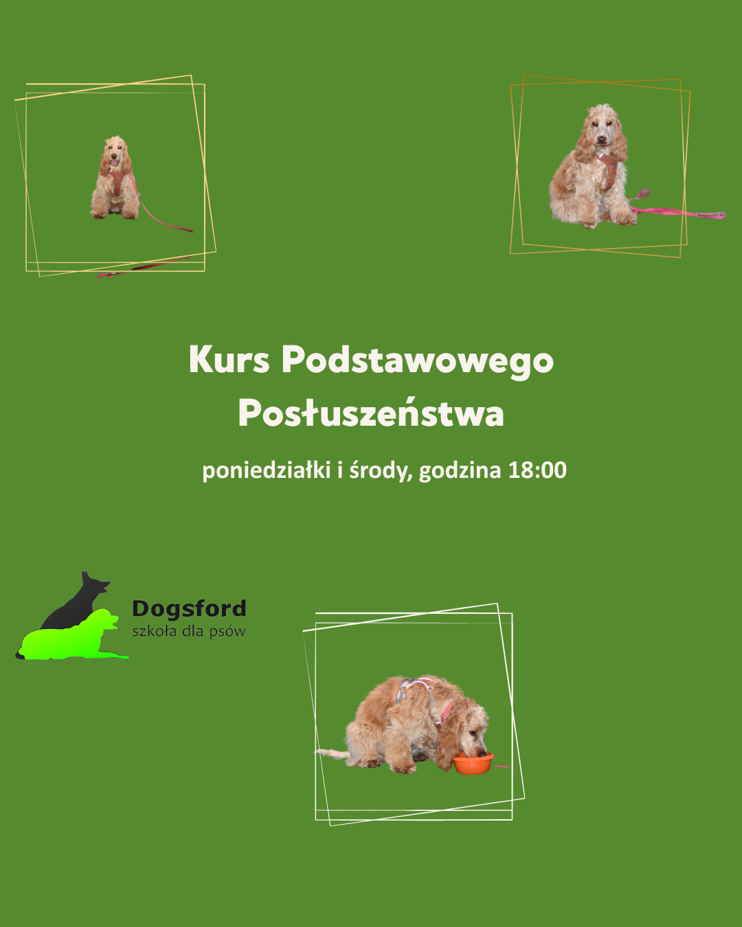 You are currently viewing Kursy podstawowego posłuszeństwa