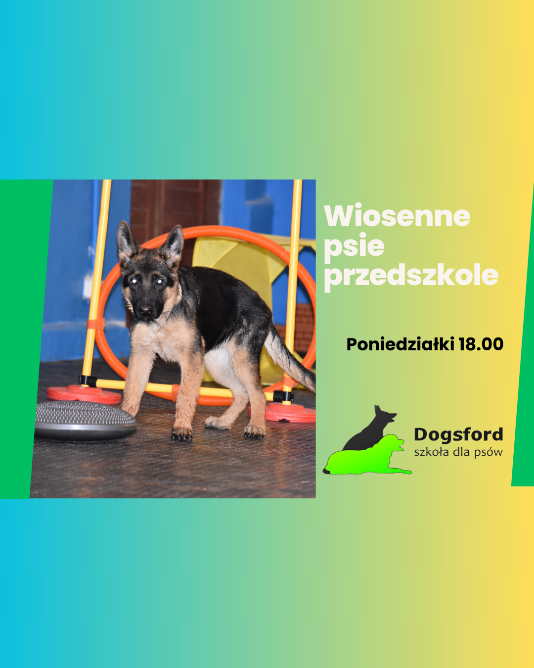 Read more about the article Psie przedszkole