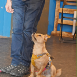 weekendowy kurs posłuszeństwa