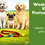 weekendowy kurs posłuszeństwa (2)