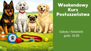 Read more about the article Weekendowy kurs posłuszeństwa