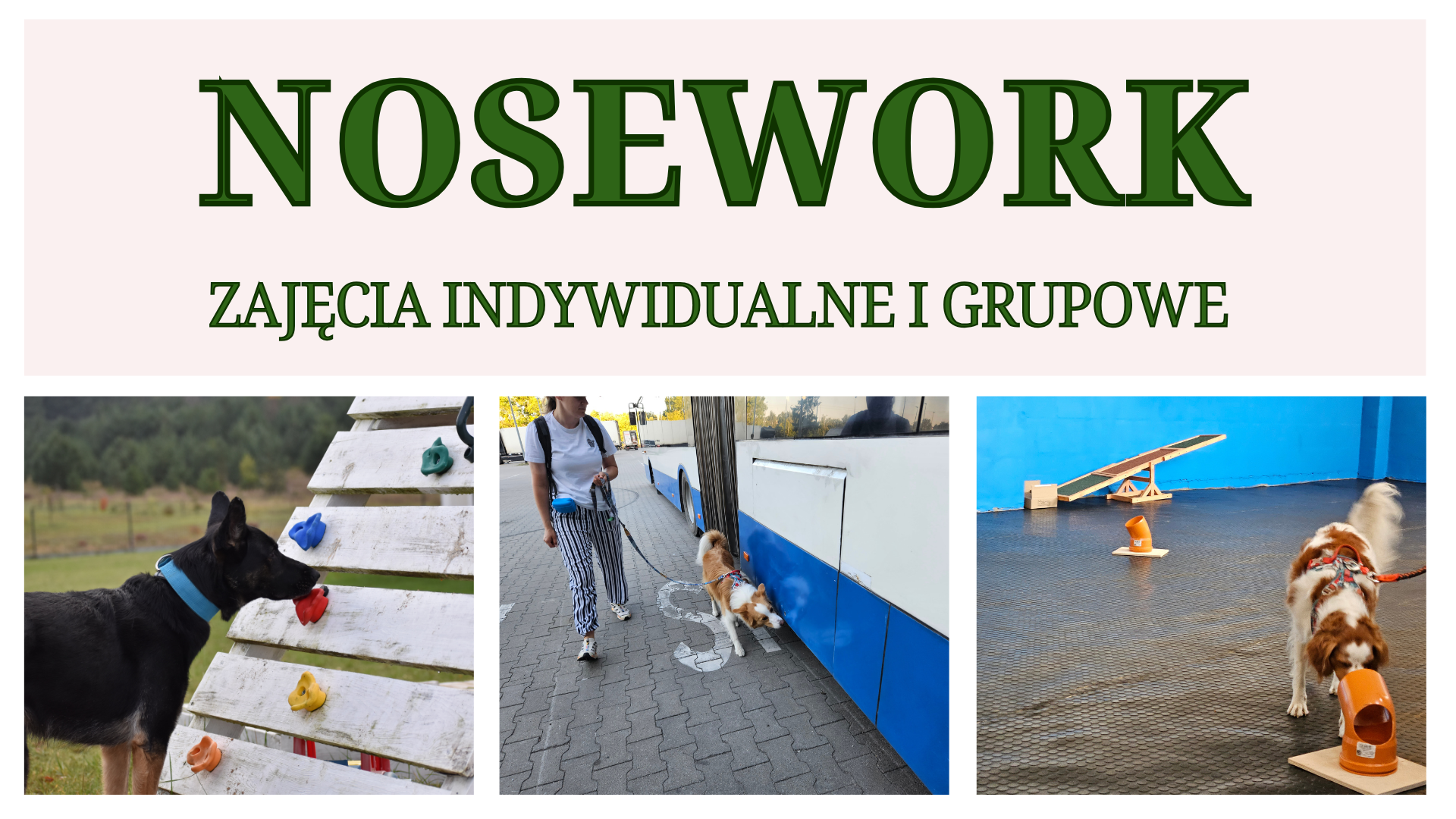 Read more about the article Nosework