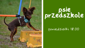 Read more about the article Psie przedszkole