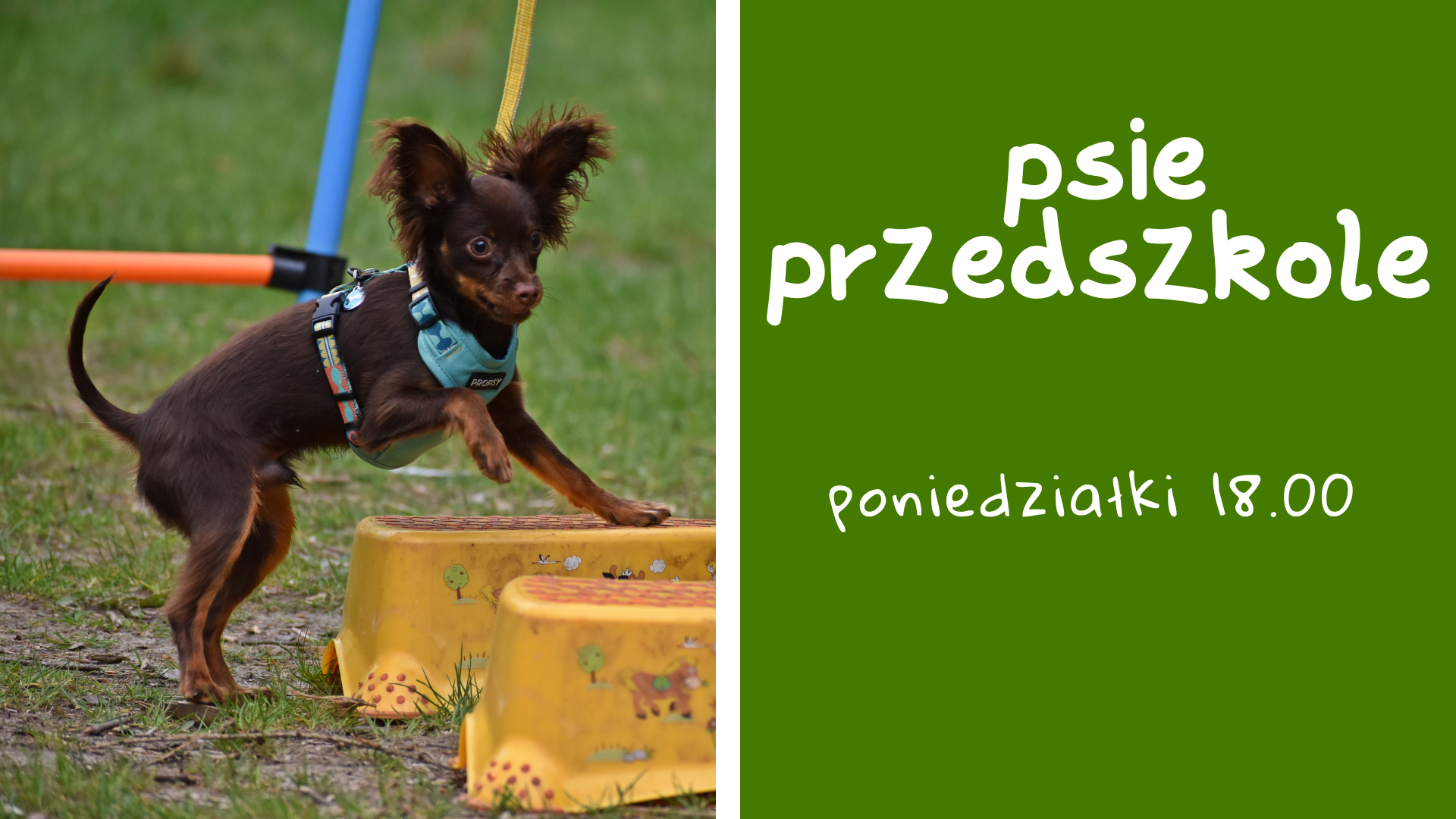 Read more about the article Psie przedszkole